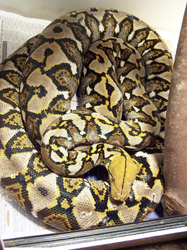 Apophis