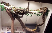Apophis and Jungle