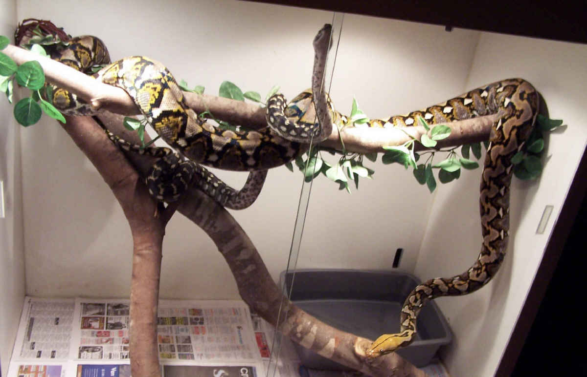 Apophis and Jungle