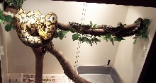 Apophis on Branch