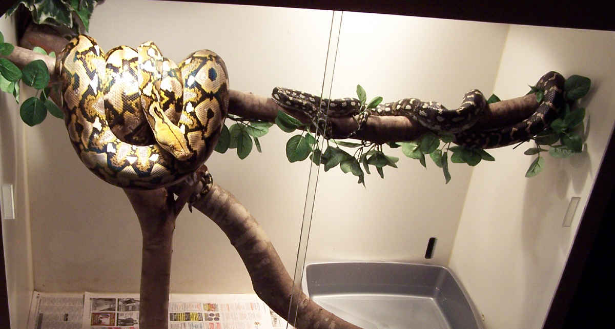 Apophis on Branch