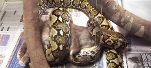 Apophis Eating
