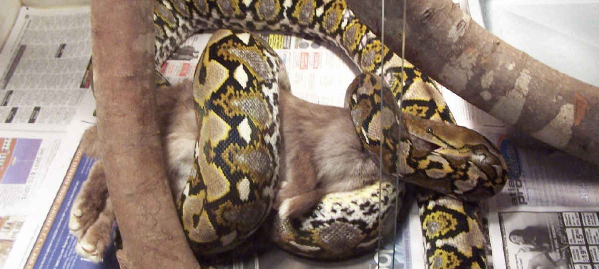 Apophis Eating