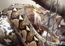 Apophis Swallowing