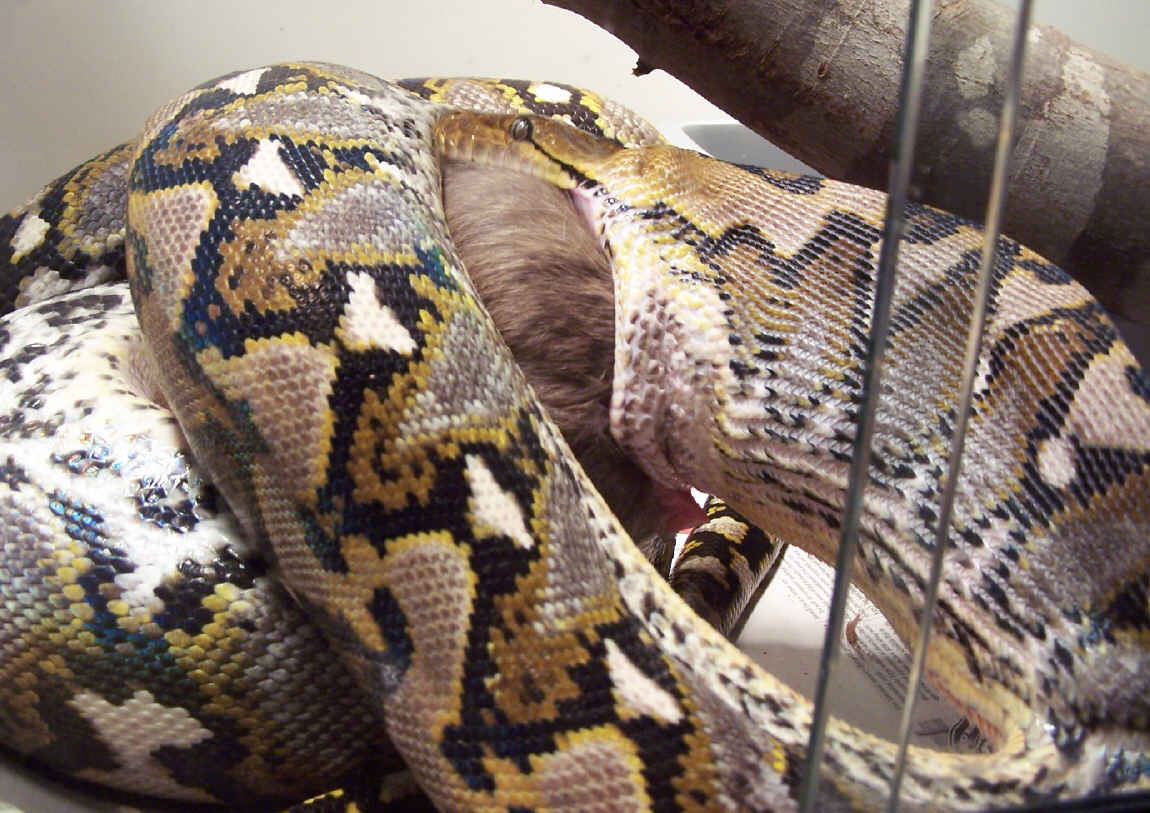 Apophis Swallowing