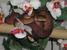 Female ATB