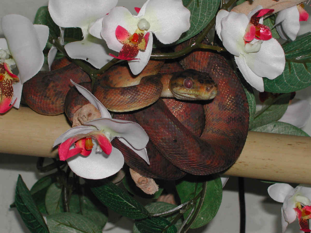 Female ATB