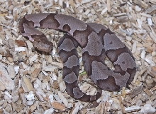 Baby Copperhead