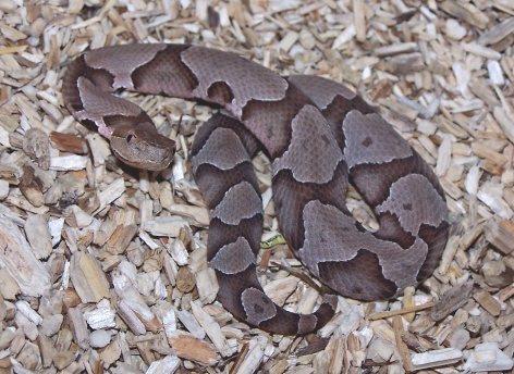 Baby Copperhead