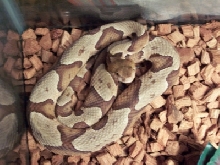 Female Copperhead