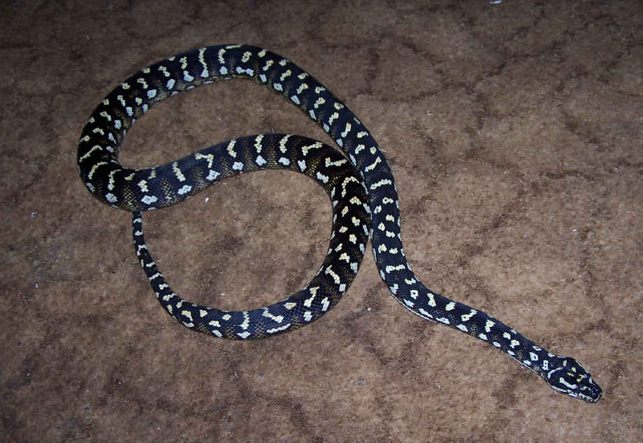 Male Jungle Crawlin