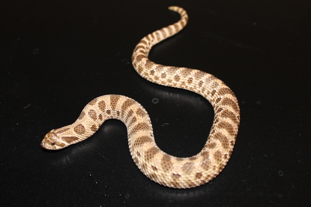 unknown hoggie