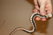Belly shot of unknown hoggie