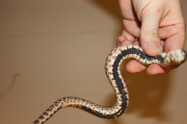 Belly shot of unknown hoggie