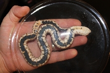 belly shot 2 of unknown hoggie