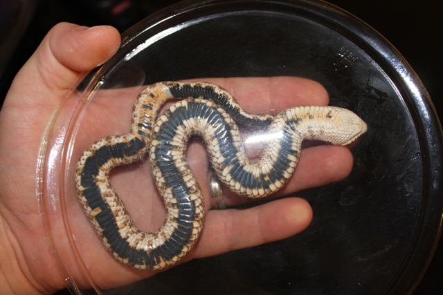 belly shot 2 of unknown hoggie