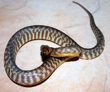 '07 woma female