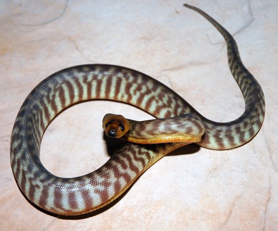 '07 woma female