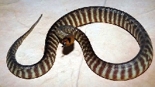 '07 woma male
