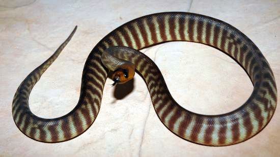 '07 woma male