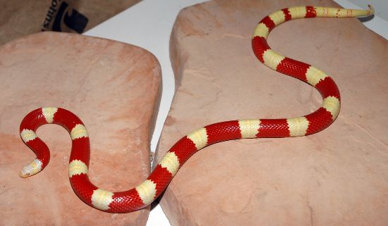 female nelsoni