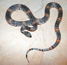Female Sanderson Alterna
