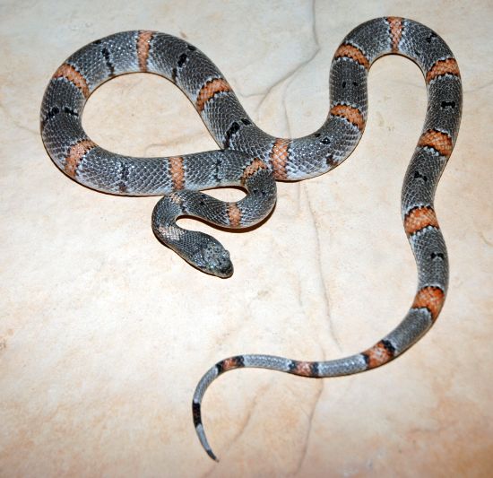 Female Sanderson Alterna