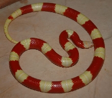 male nelsoni