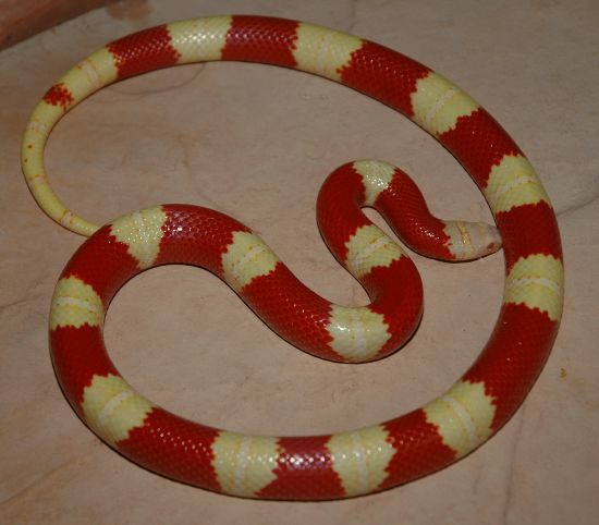 male nelsoni