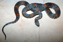 male Sanderson alterna