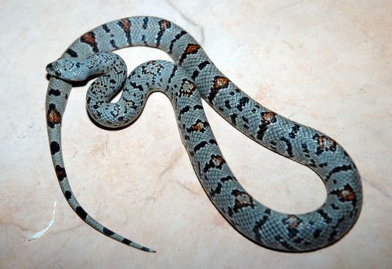 River Road alterna female