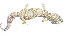 Bell Albino