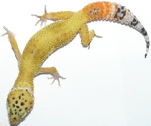 Hypo Tangerin