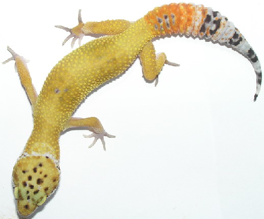 Hypo Tangerin