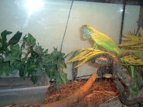 Mean Green Machine