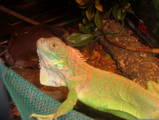 cheech1