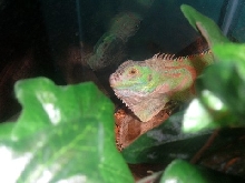 Cheech chillin