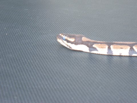 Clyde again