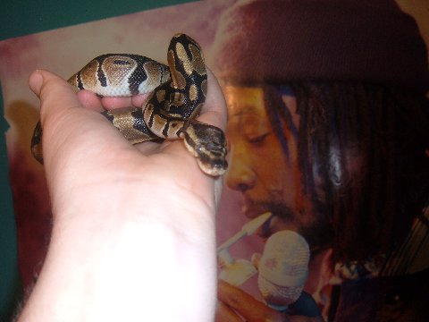 Clyde hanging out