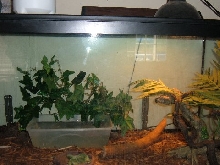 baby iguanna setup