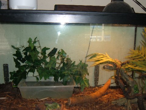 baby iguanna setup