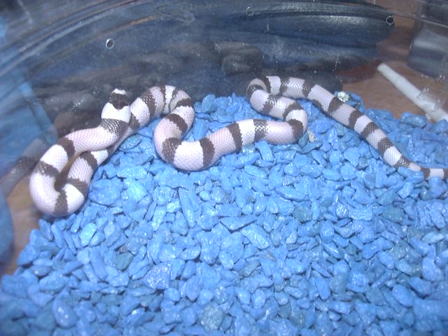 My Ghost honduran!!