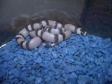 Second Ghost Honduran