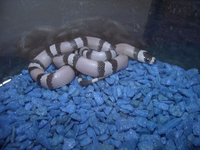 Second Ghost Honduran