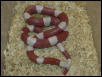 Albino Nelson Milksnake
