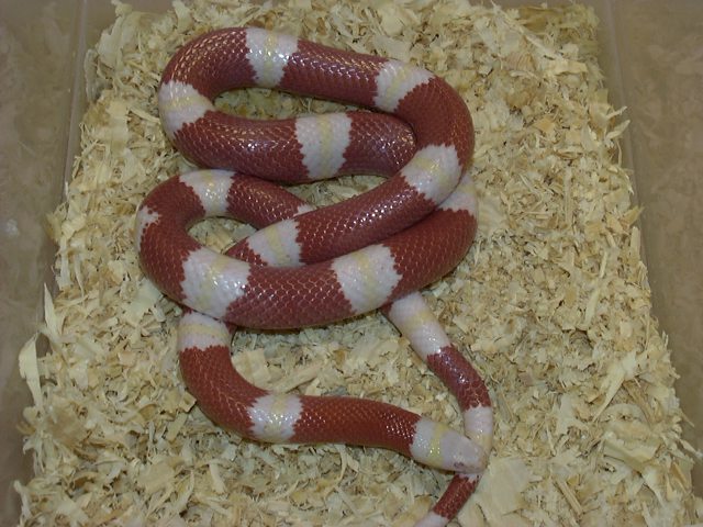 Albino Nelson Milksnake