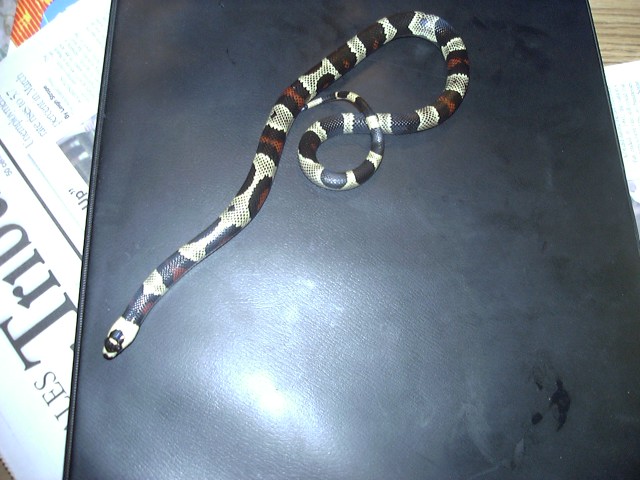 Aberrant Honduran