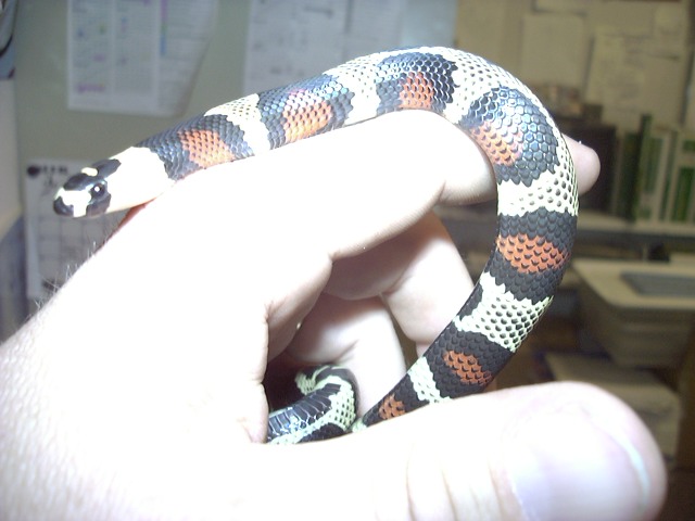 aberrant hondo head shot