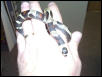another pic of the aberrant hondo