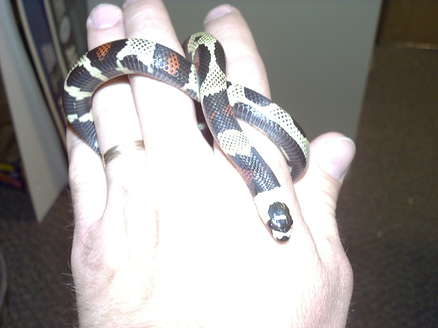 another pic of the aberrant hondo